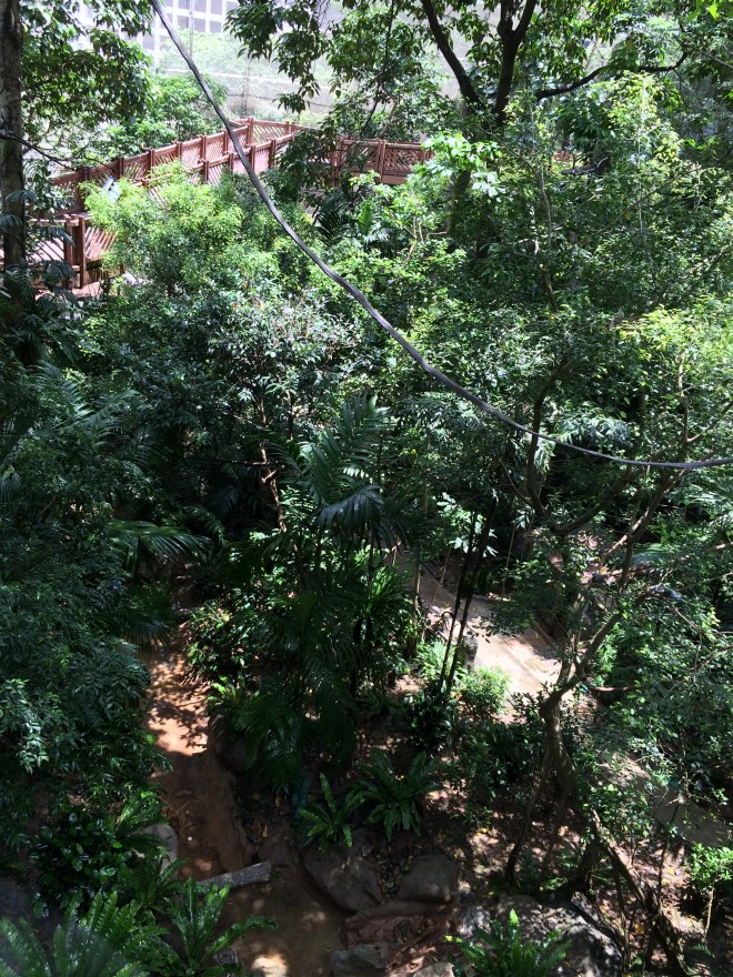 inside the enclosure - you can walk around the treetops with the birds flying around
